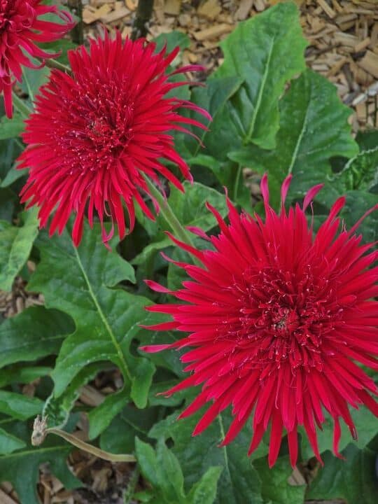 gerbera rotated