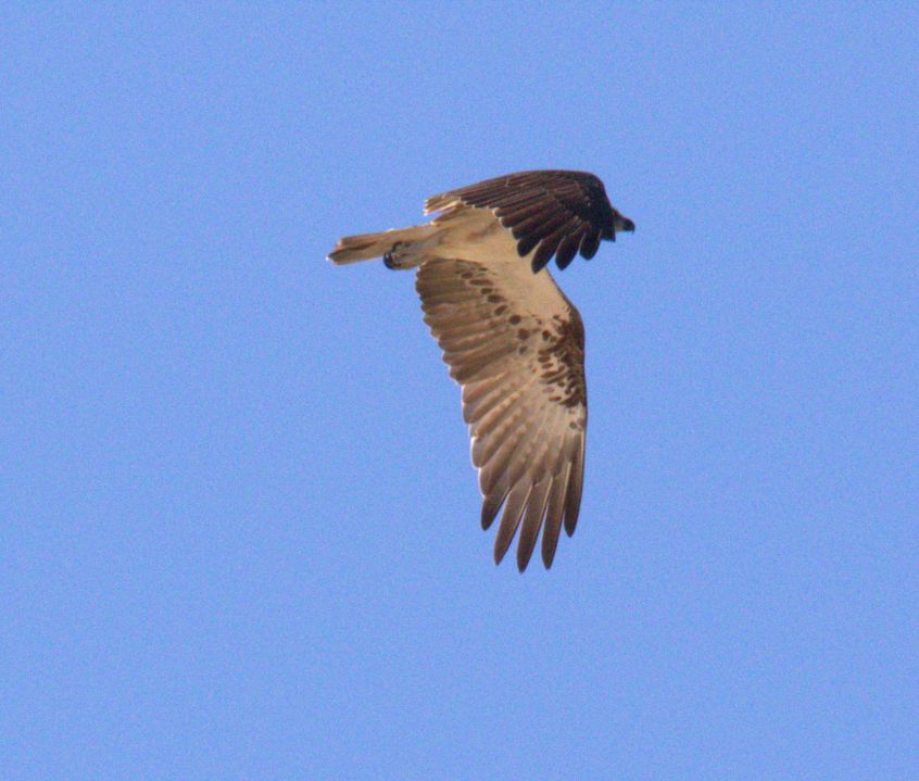 osprey 2