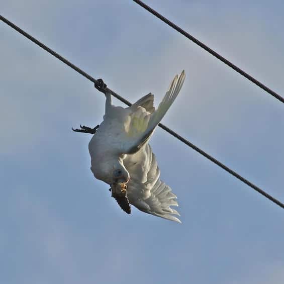 corell with a pine cone in its beak hanging from a wire