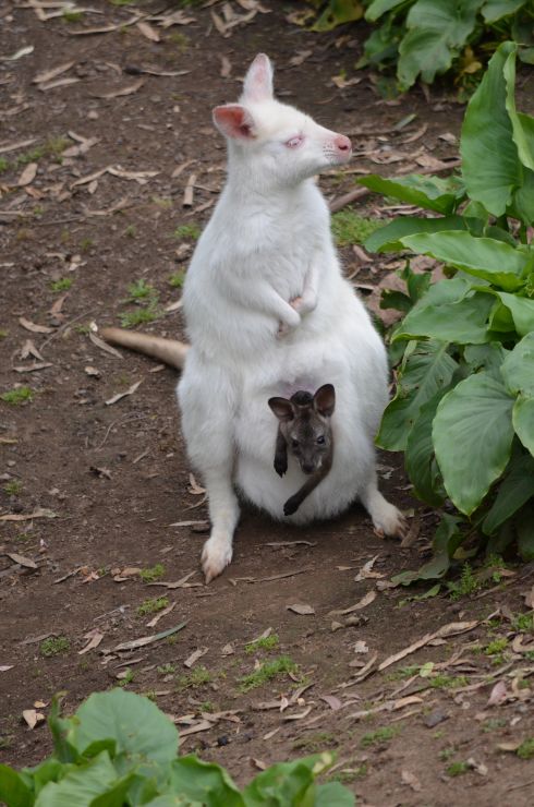 Bruny white wallaby carrying a brown joey