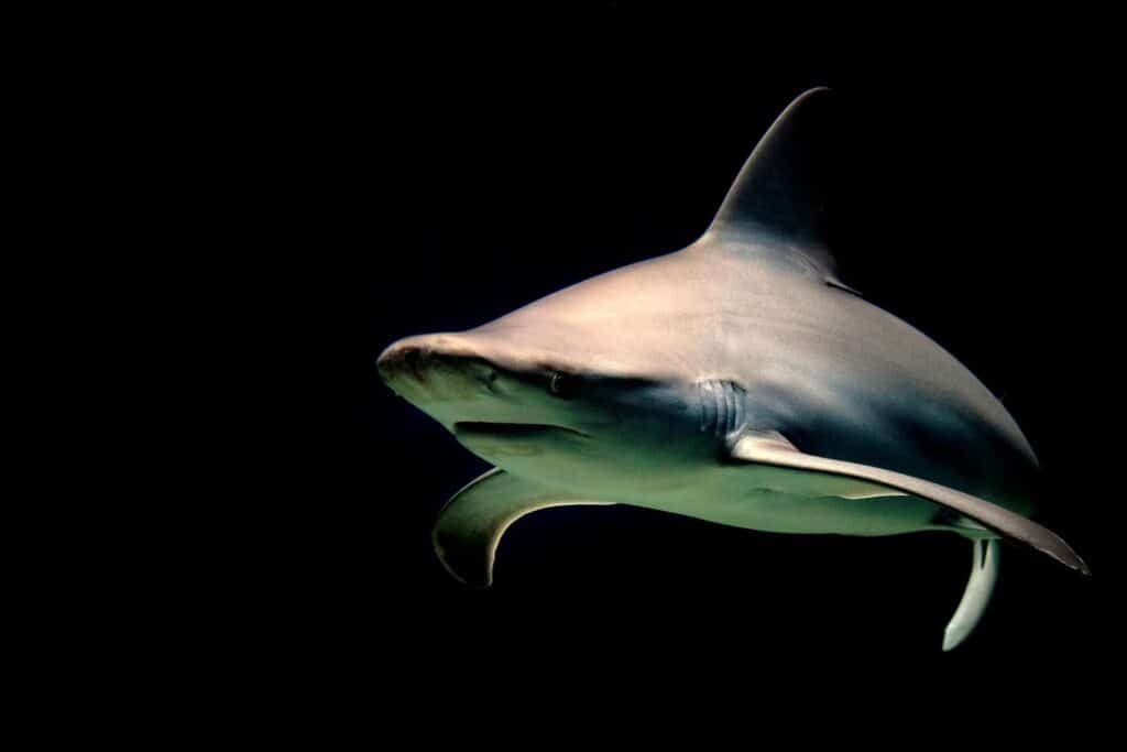 Bull shark cruising against a black background
