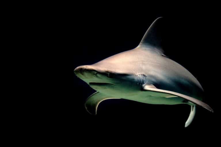 Bull shark against a black background