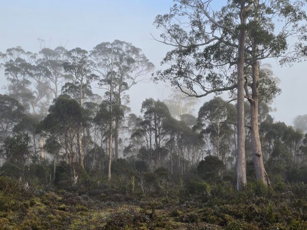 Cradle Mountain misty trees