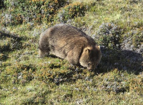 Cradle Mountain wombat