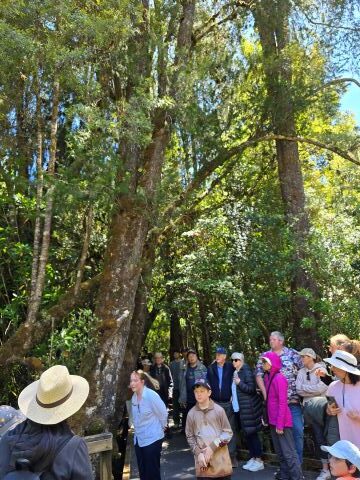Huon pine