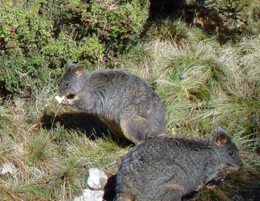 Pademelons - small marsupials found in the rainforest of Tasmania
