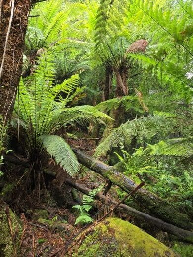 rainforest