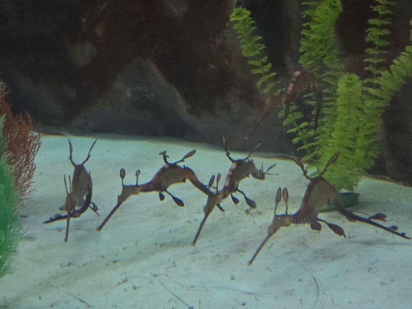 sea dragons