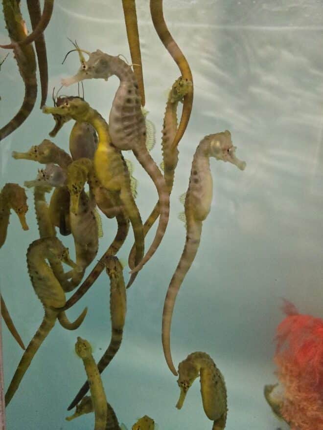 sea horses