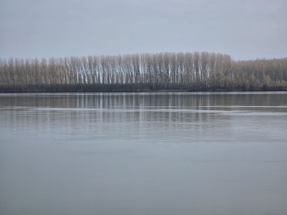 Bucharest Danube. Trees line a grey bank against a grey sky