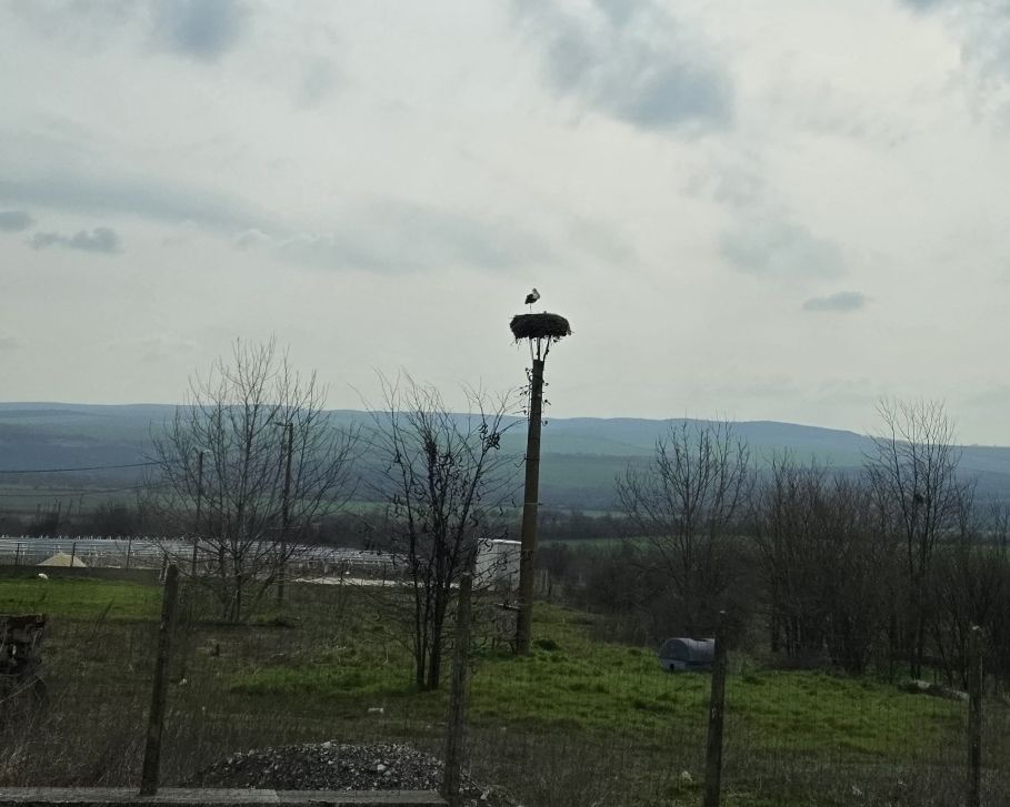 Stork on nest in the Bulgarian countryside