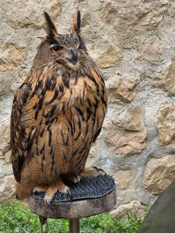 A European eagle owl at Golubac fort