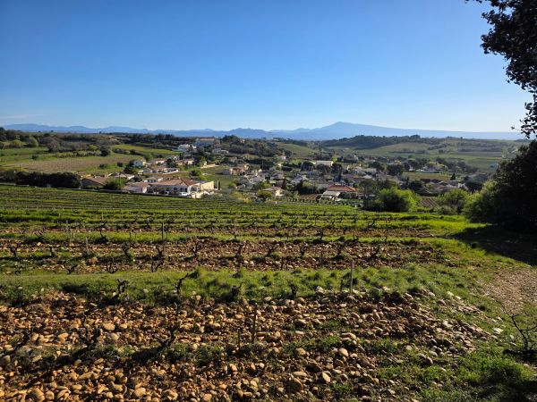 Vineyards at Chateau Neuf du Pape showing the rocky soil