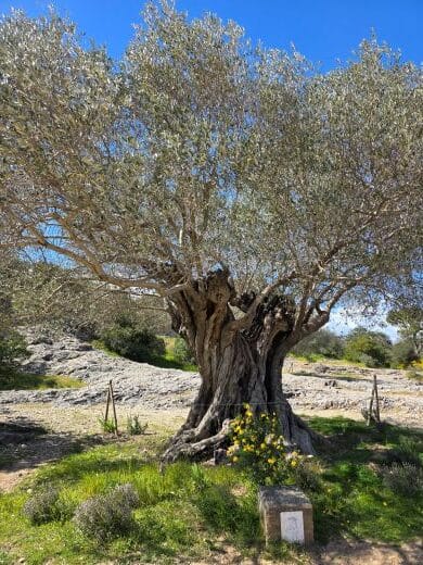 a gnarled, old olive tree