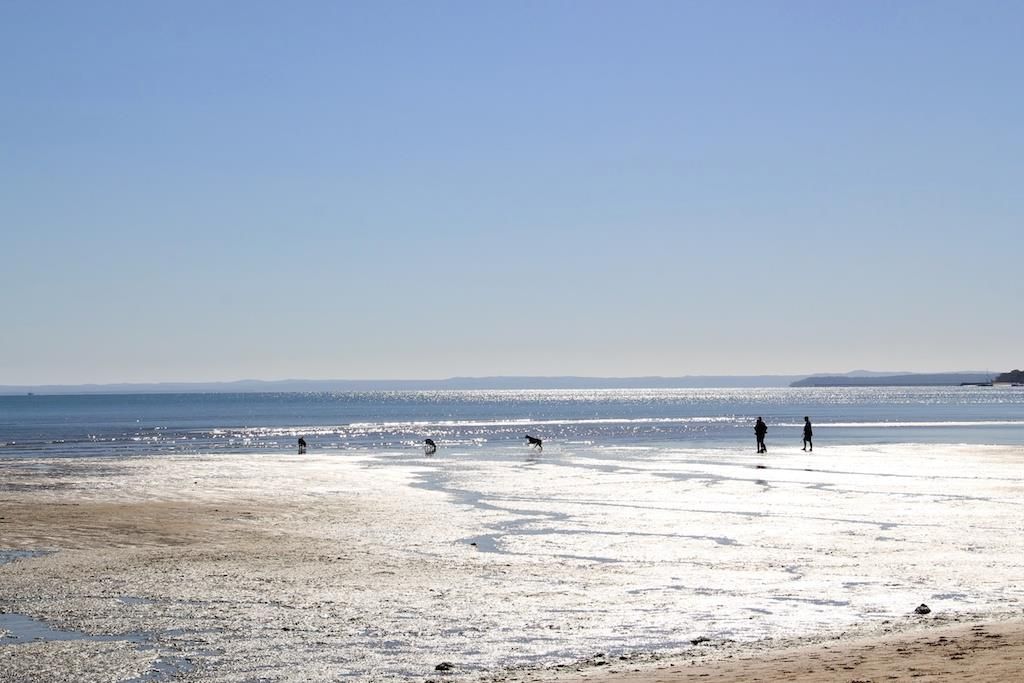 Beach walk. Two people with 4 dogs walk along the flats at low tide. Clear sky, sparkling water