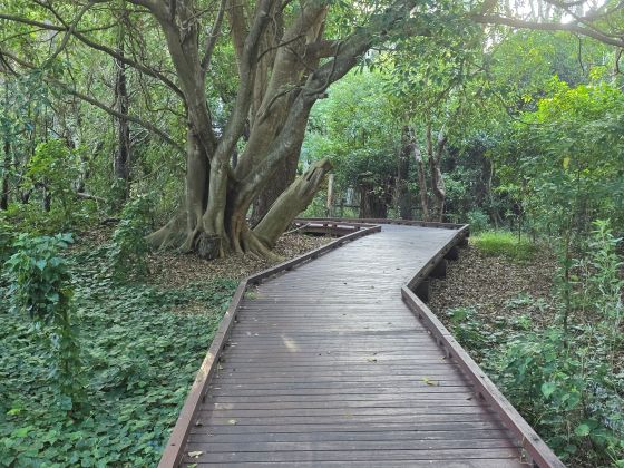 The boardwalk passes through the natural area between the sea and the road. Wooden pathway going around a huge tree.
