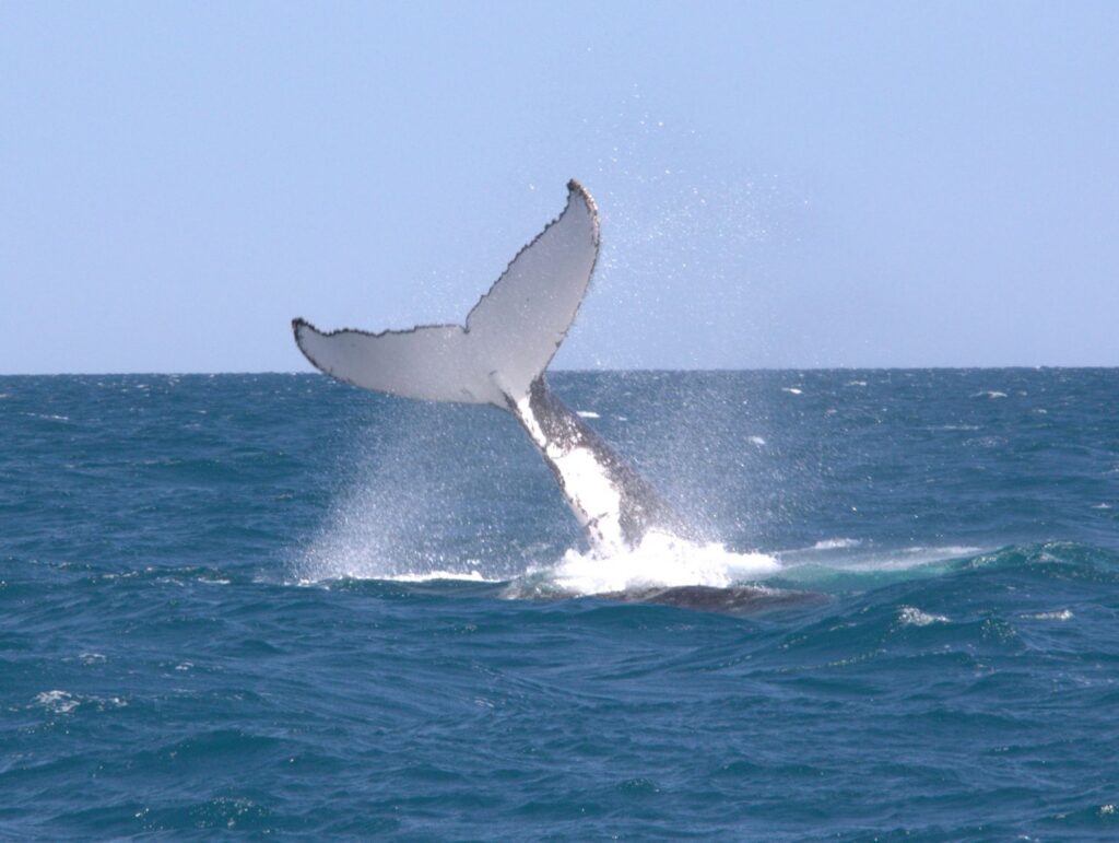 A humpback whale raises the rear part of its body in the air while performing a tail slap