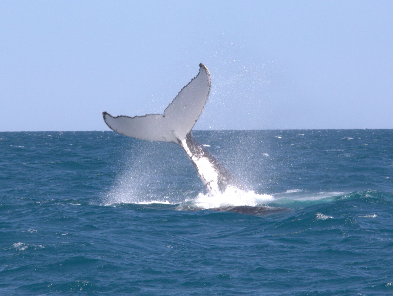 A humpback whale raises the rear part of its body in the air while performing a tail slap