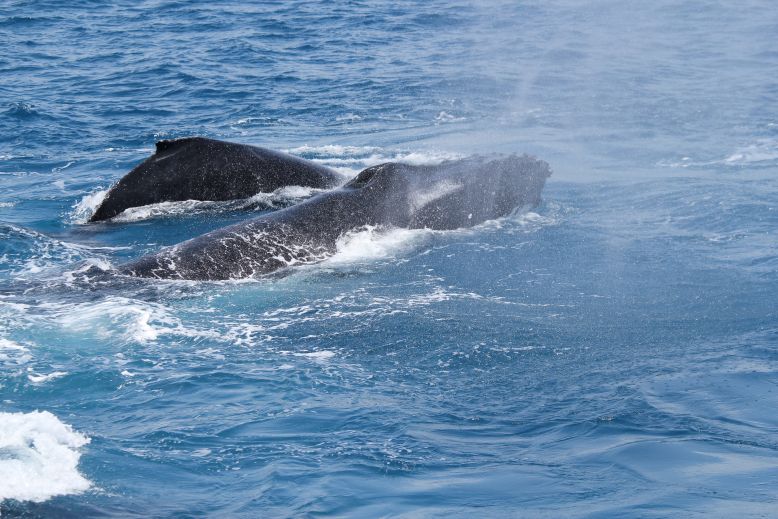 two male whales fighting for the attention os a female