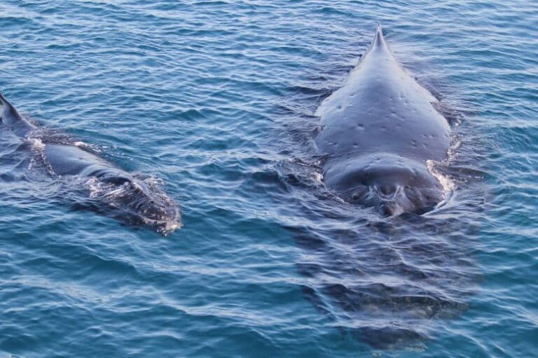 Mother whale and calf approach the boat