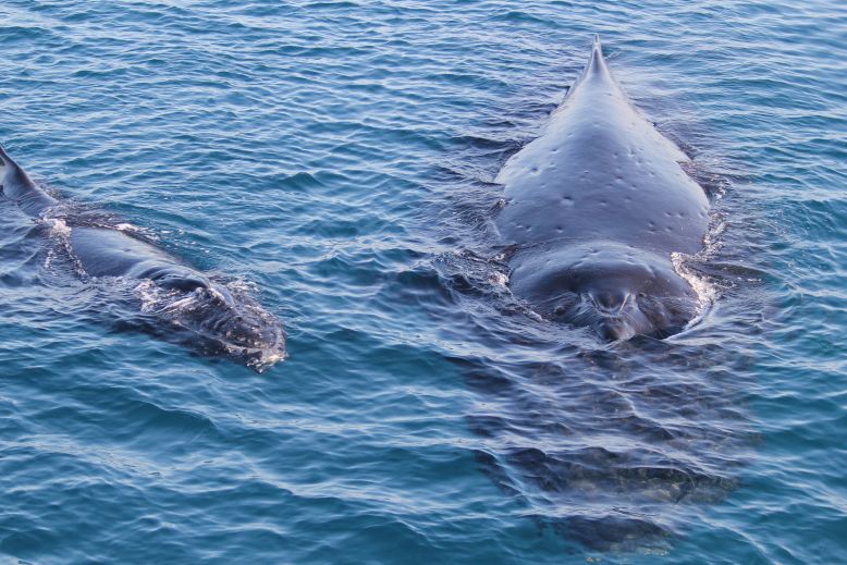 Mother whale and calf approach the boat
