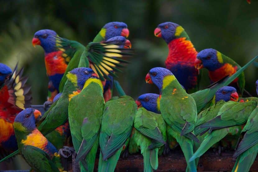 a large group of lorikeets gathered in a green red and blue group